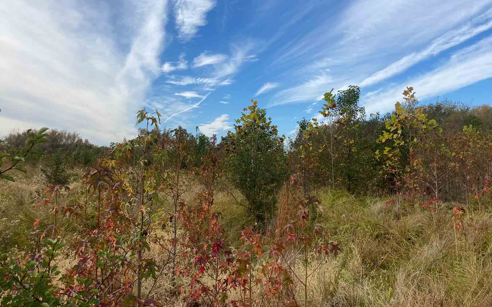 field with trees and blue skies